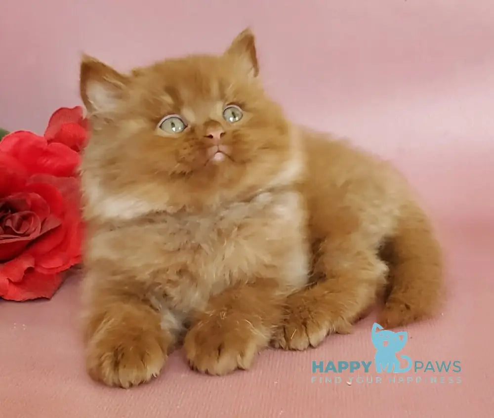 Hugo British Longhair male cinnamon live animals