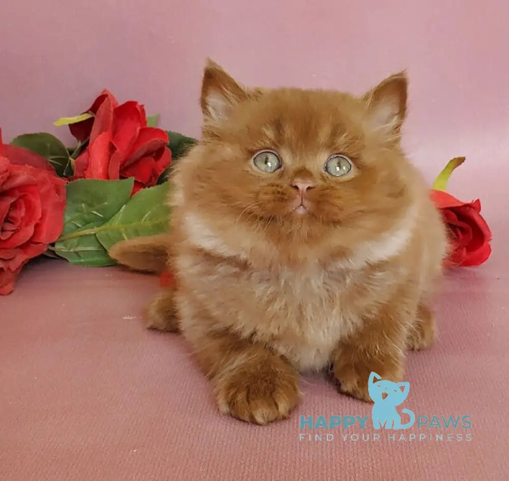 Hugo British Longhair male cinnamon live animals