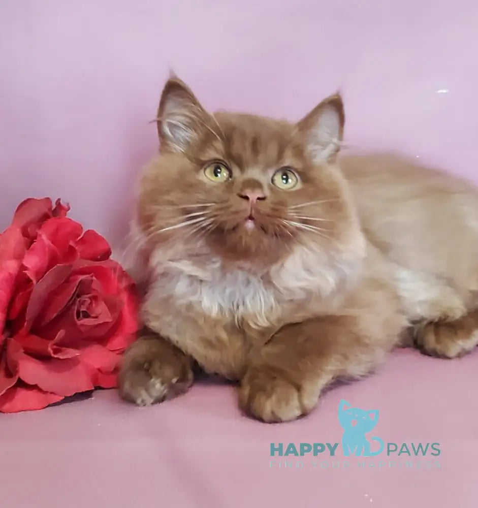 Hugo British Longhair male cinnamon live animals