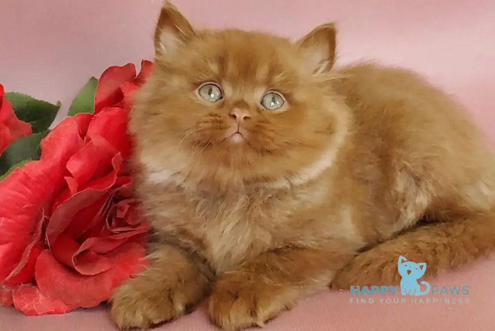 Hugo British Longhair male cinnamon live animals