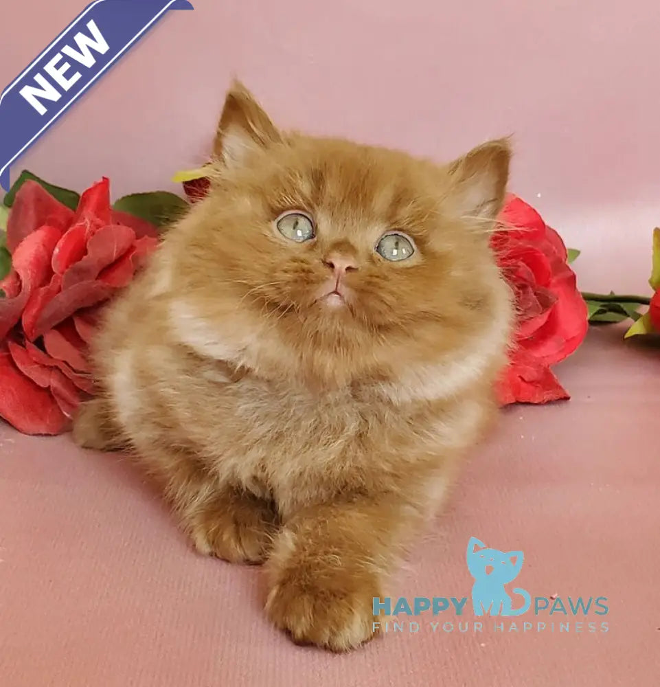 Hugo British Longhair male cinnamon live animals