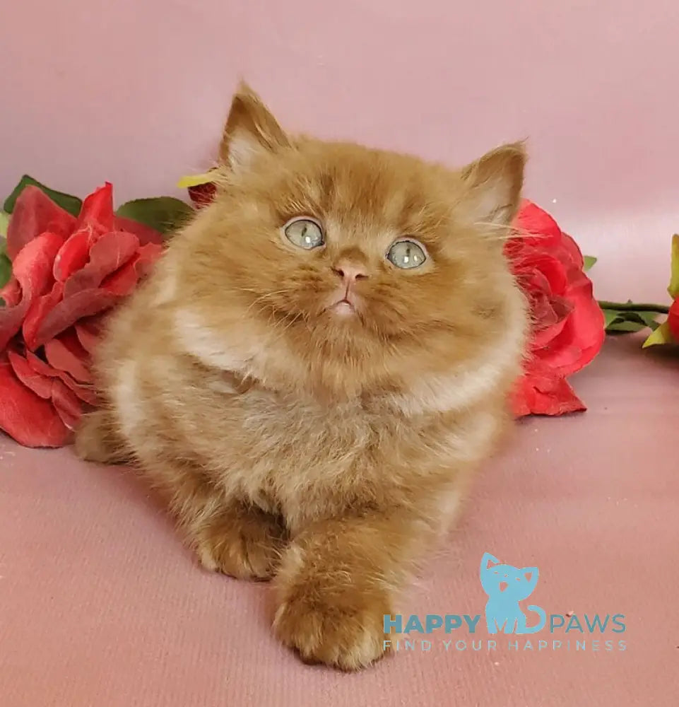 Hugo British Longhair male cinnamon live animals