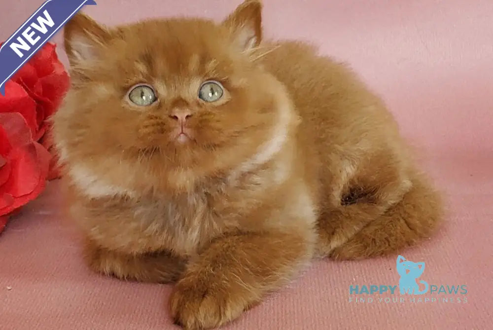 Hugo British Longhair male cinnamon live animals