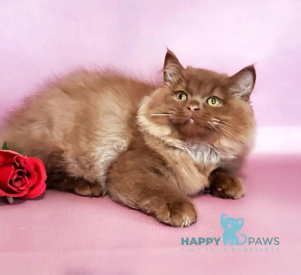 Hugo British Longhair male cinnamon live animals