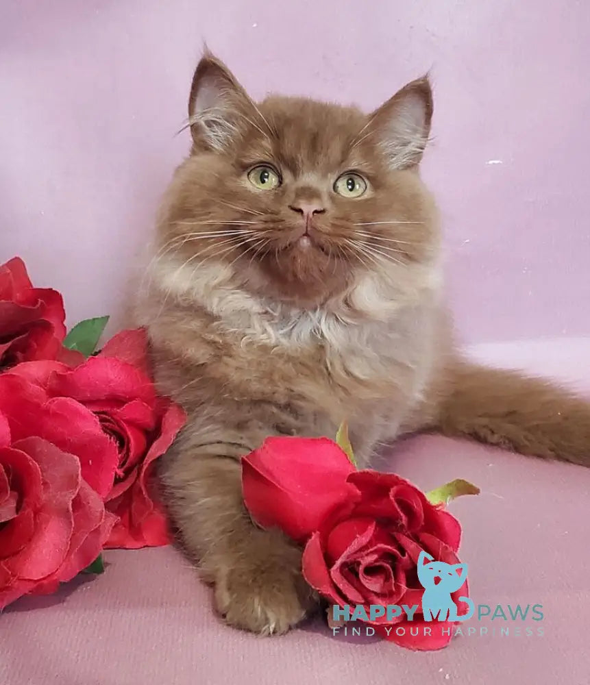 Hugo British Longhair male cinnamon live animals