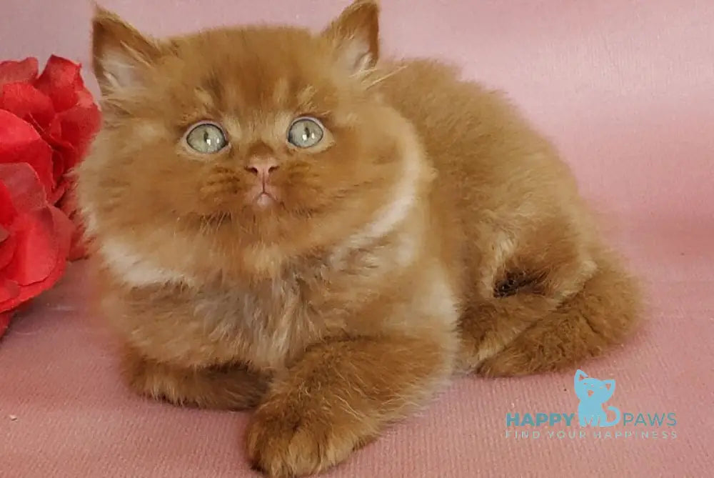 Hugo British Longhair male cinnamon live animals