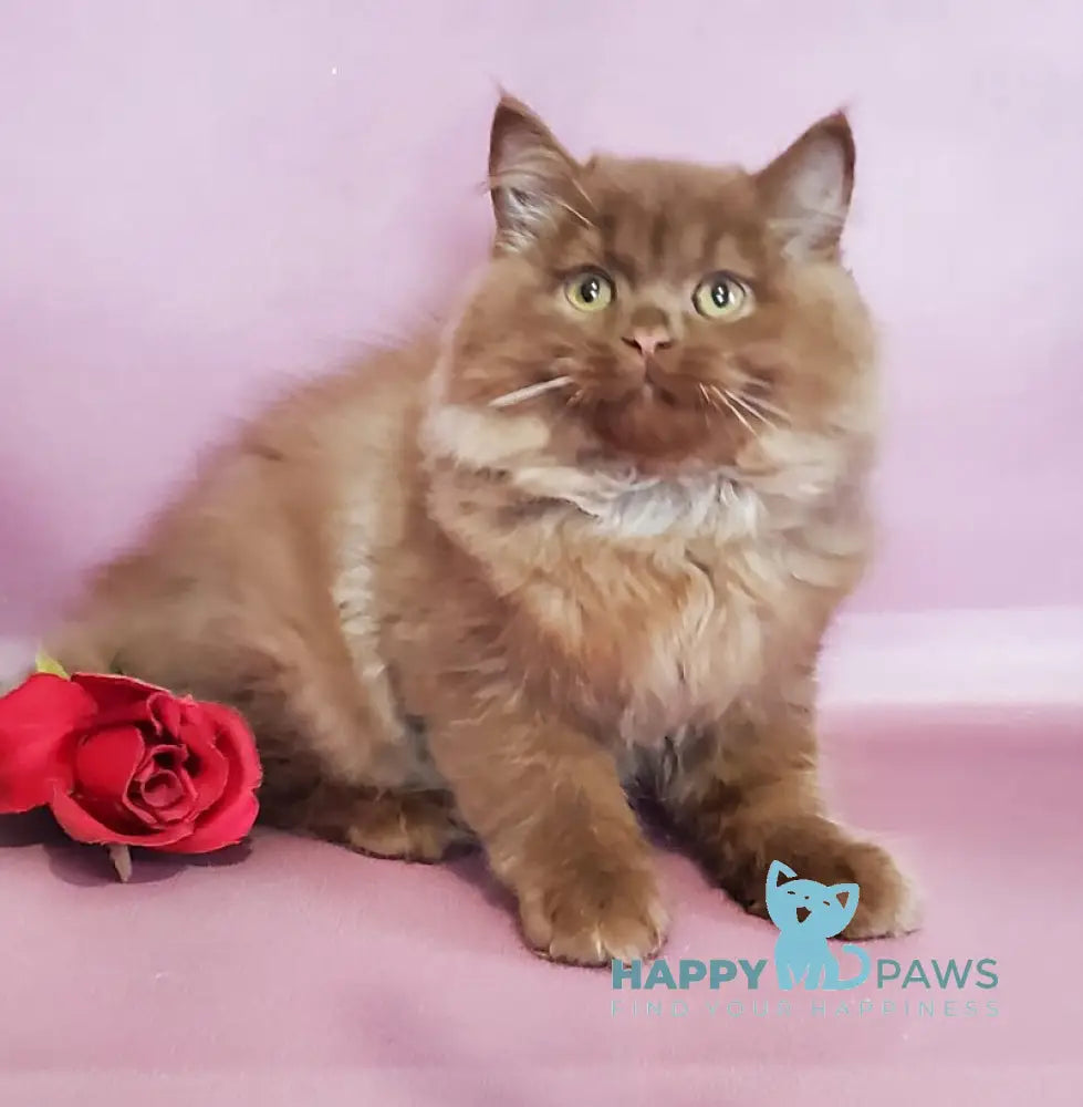 Hugo British Longhair male cinnamon live animals