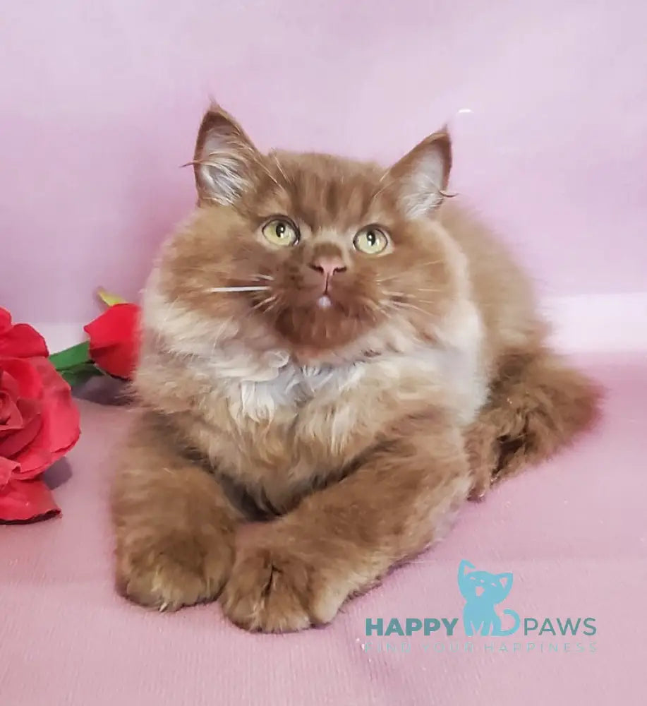 Hugo British Longhair male cinnamon live animals