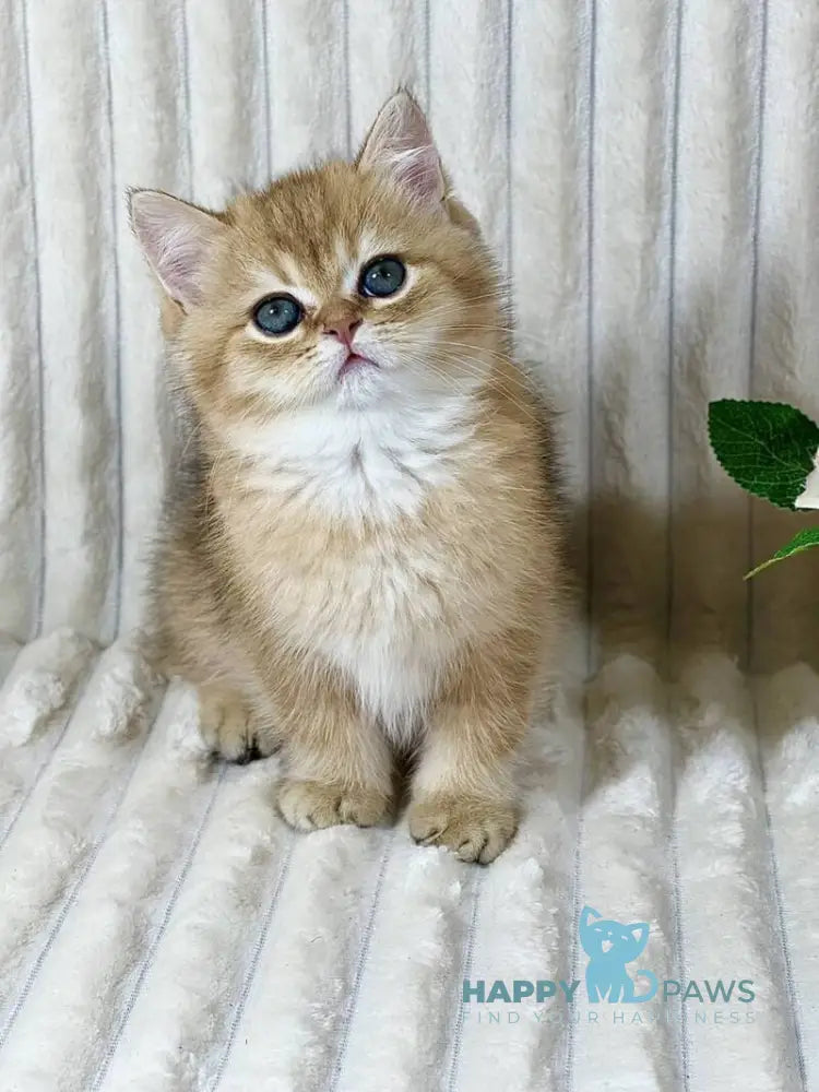 Hugo British Shorthair male black golden shaded live animals