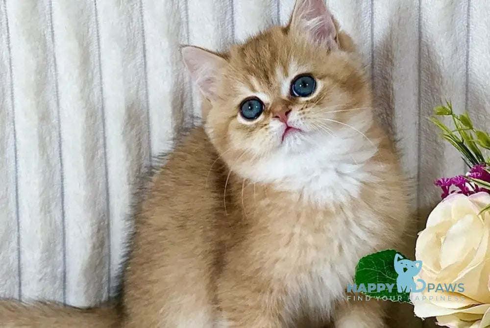 Hugo British Shorthair male black golden shaded live animals