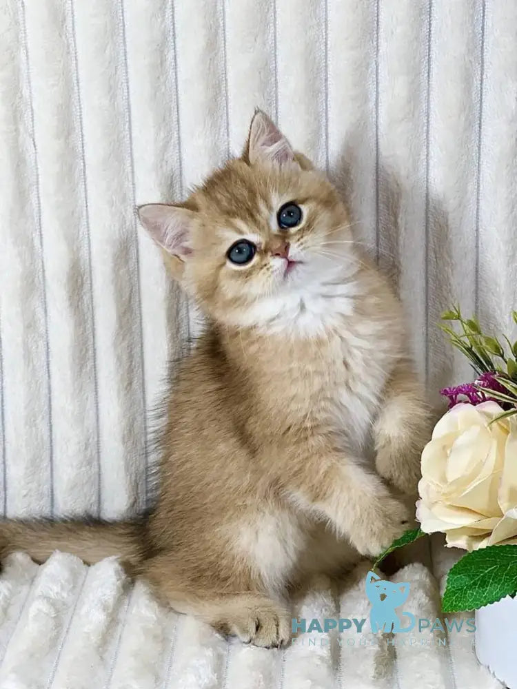 Hugo British Shorthair male black golden shaded live animals