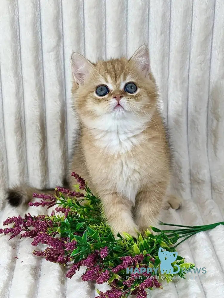 Hugo British Shorthair male black golden shaded live animals
