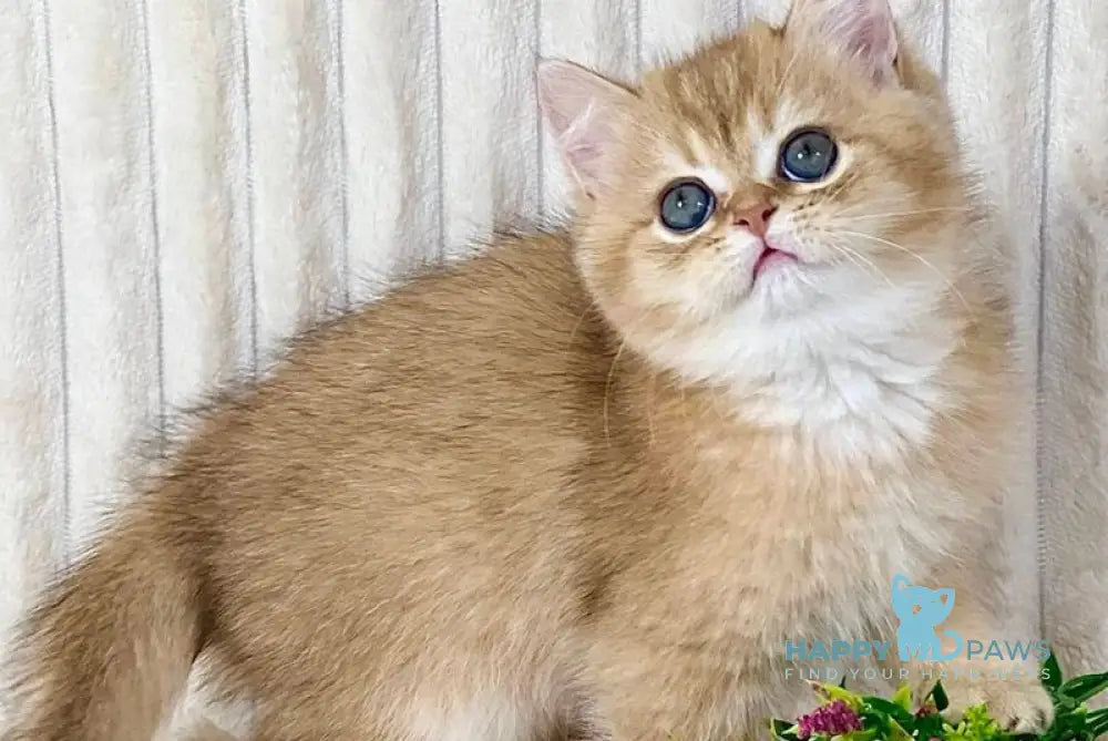 Hugo British Shorthair male black golden shaded live animals