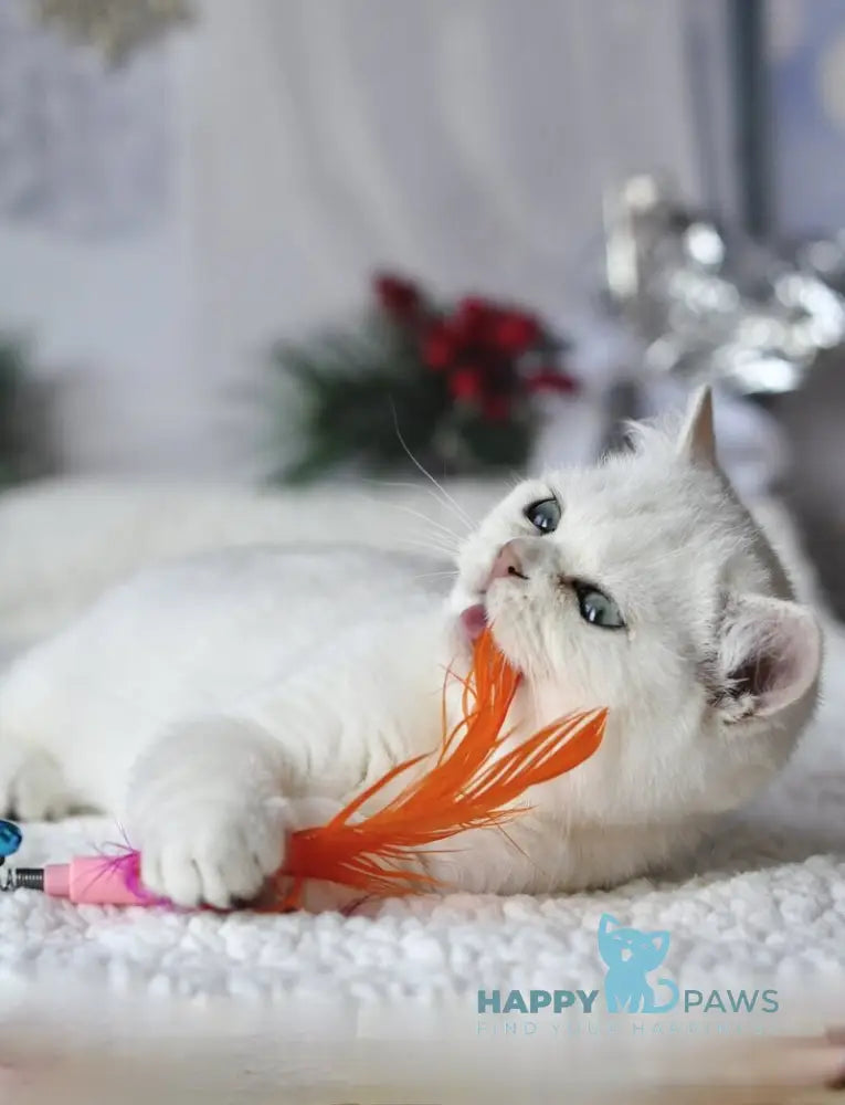 Hugo British Shorthair male black silver shaded live animals