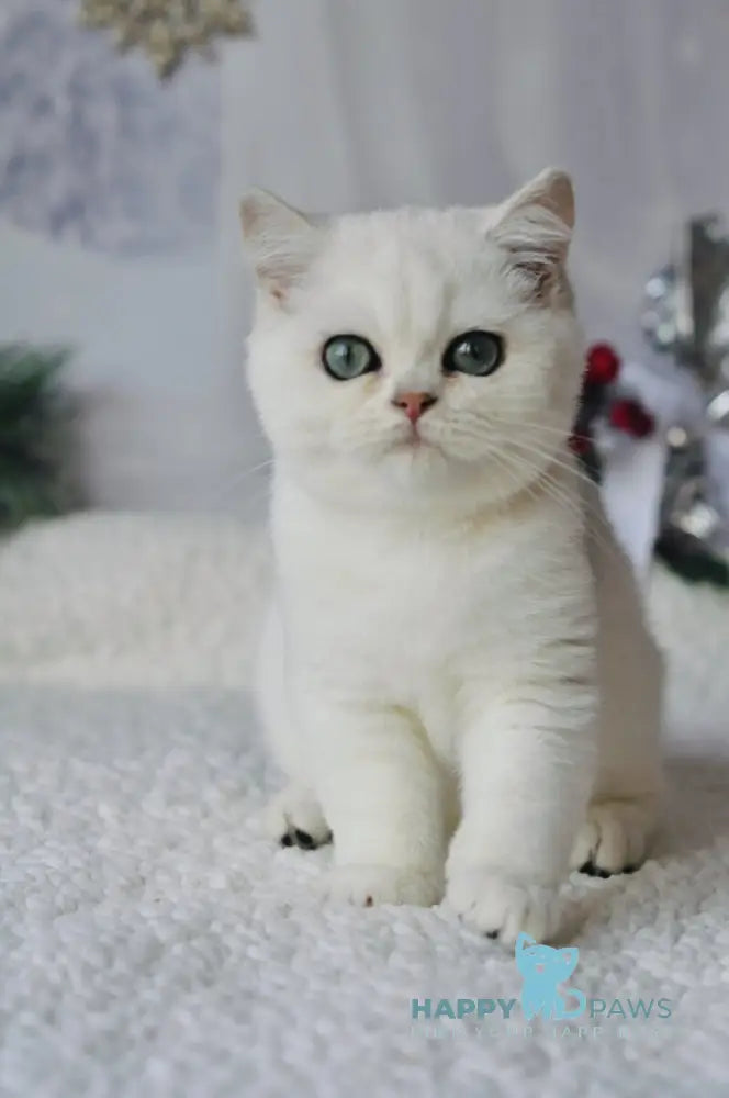 Hugo British Shorthair male black silver shaded live animals