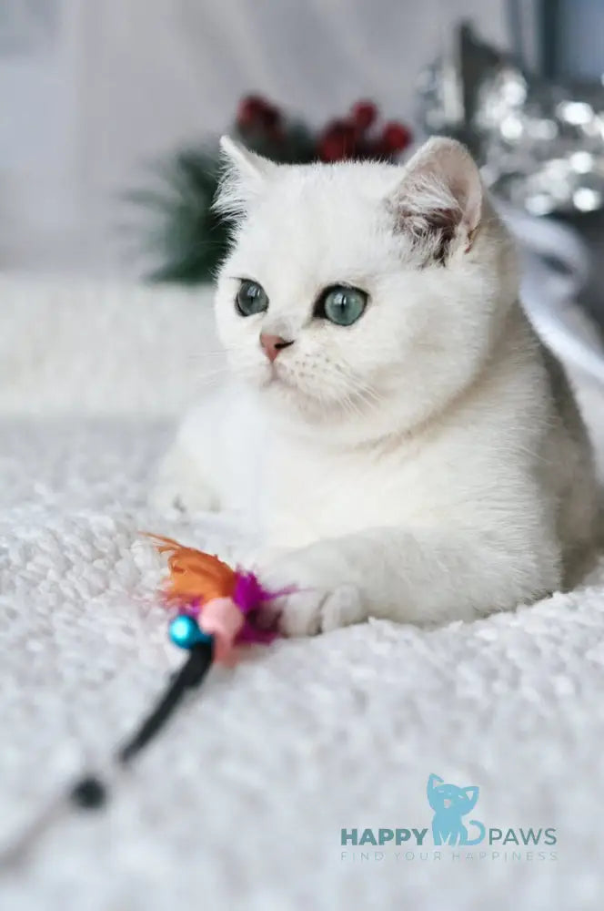 Hugo British Shorthair male black silver shaded live animals