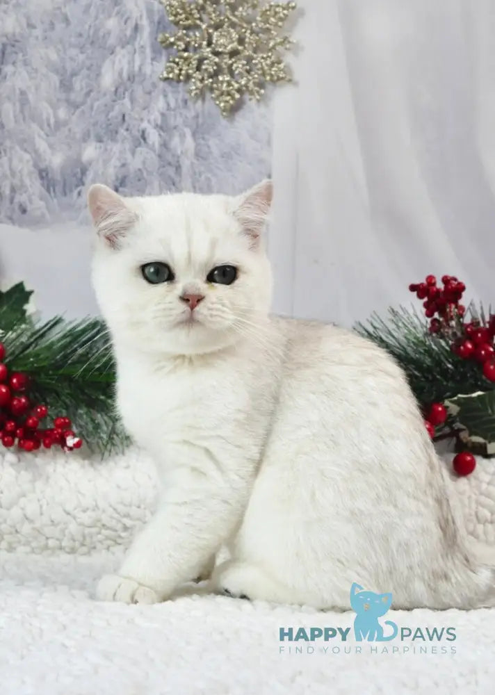 Hugo British Shorthair male black silver shaded live animals