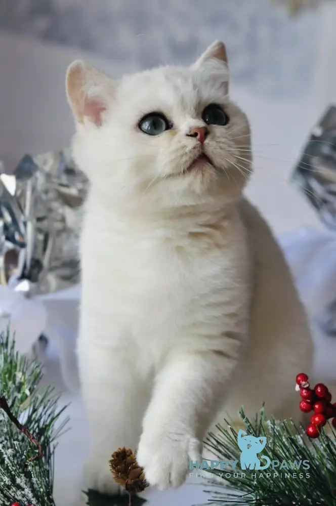 Hugo British Shorthair male black silver shaded live animals