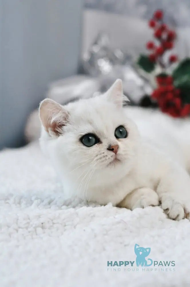 Hugo British Shorthair male black silver shaded live animals