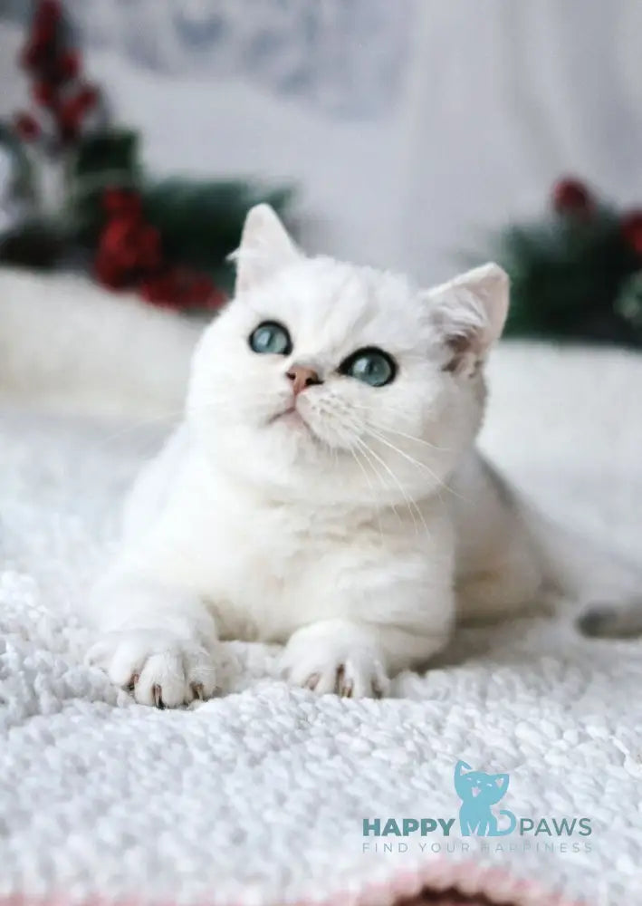 Hugo British Shorthair male black silver shaded live animals