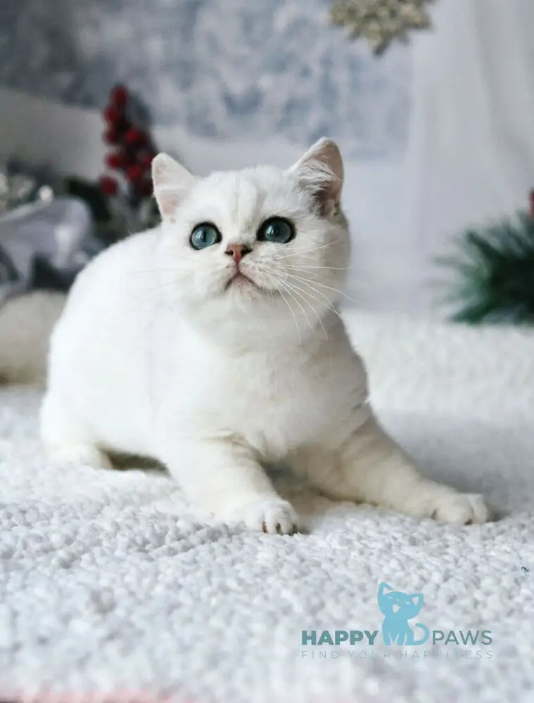 Hugo British Shorthair male black silver shaded live animals