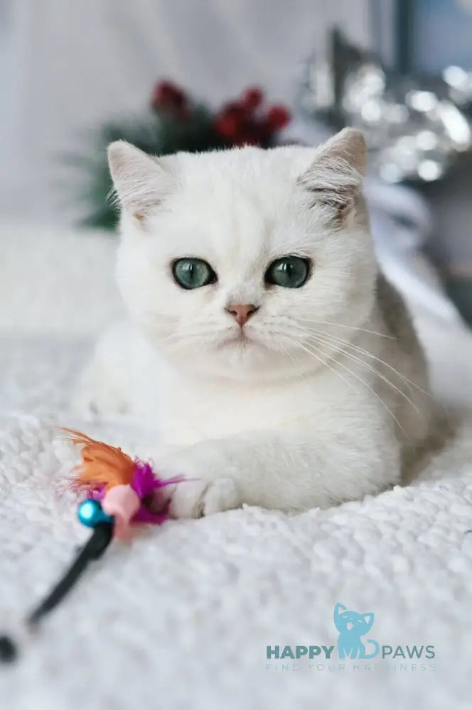 Hugo British Shorthair male black silver shaded live animals