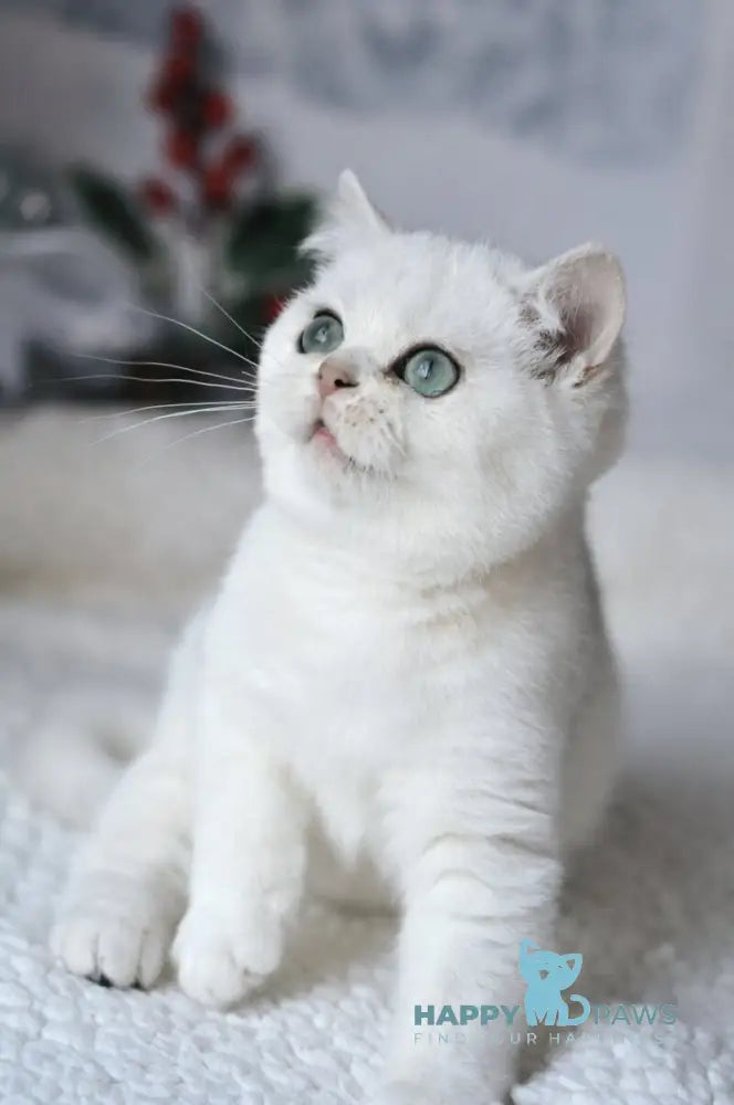 Hugo British Shorthair male black silver shaded live animals