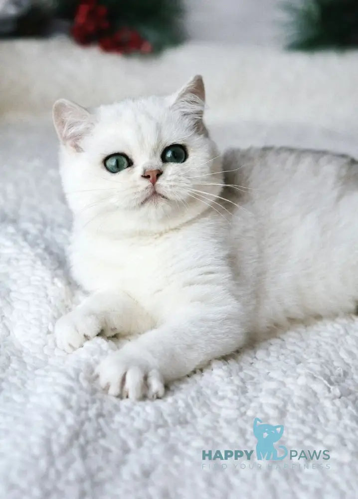 Hugo British Shorthair male black silver shaded live animals