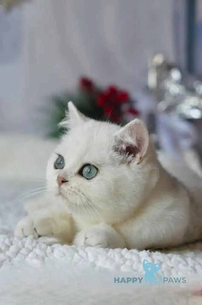 Hugo British Shorthair male black silver shaded live animals