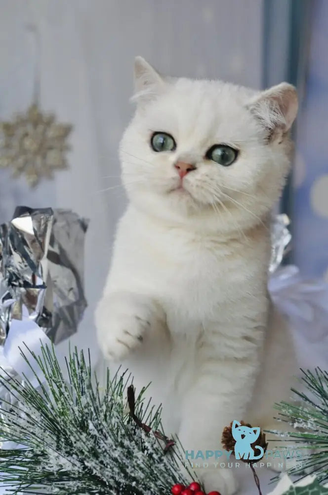 Hugo British Shorthair male black silver shaded live animals