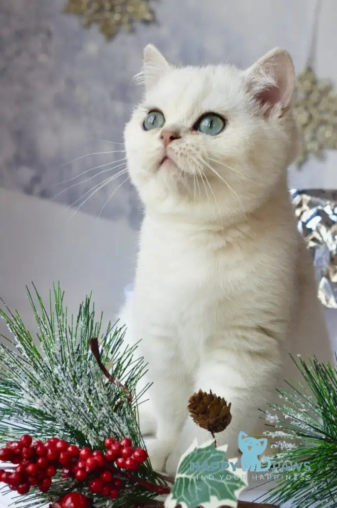 Hugo British Shorthair male black silver shaded live animals