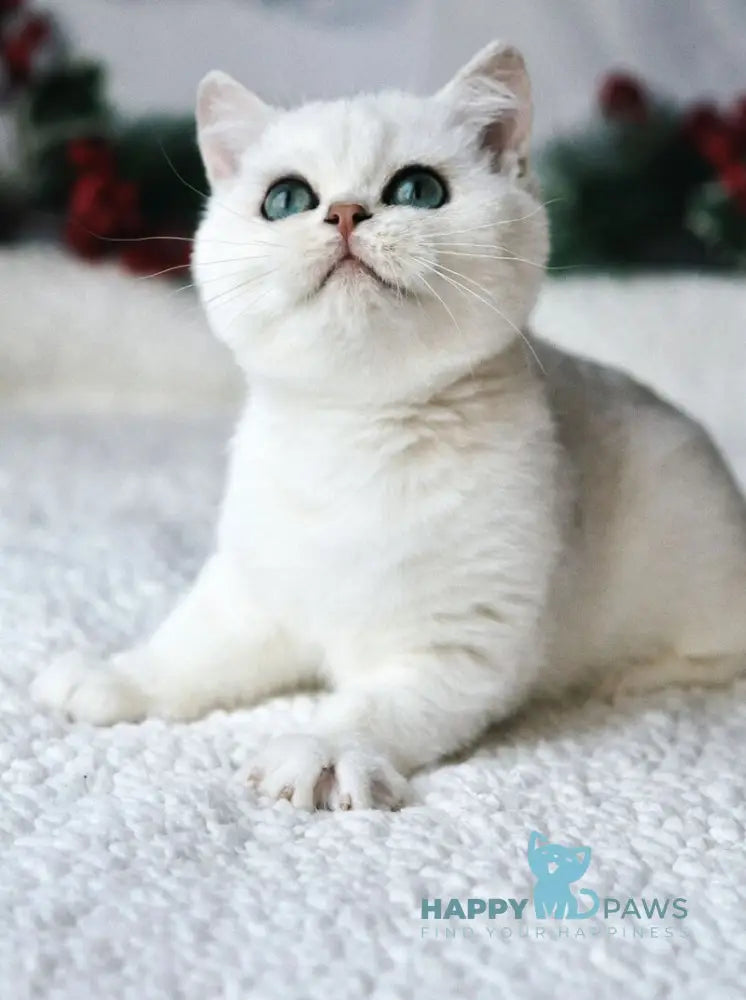 Hugo British Shorthair male black silver shaded live animals