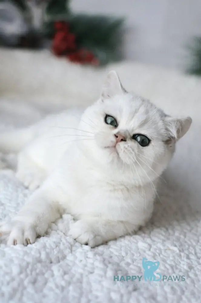 Hugo British Shorthair male black silver shaded live animals