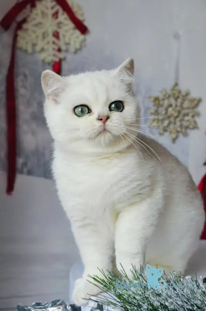 Hugo British Shorthair male black silver shaded live animals