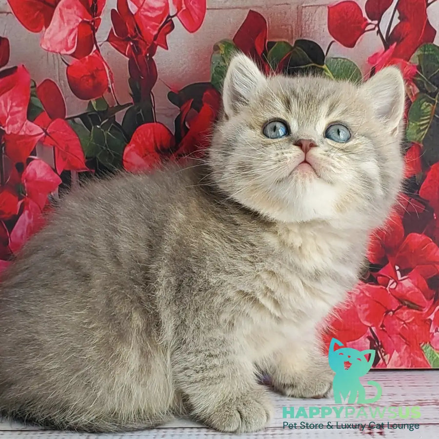 Hugo British Shorthair male blue golden ticked tabby - live animals