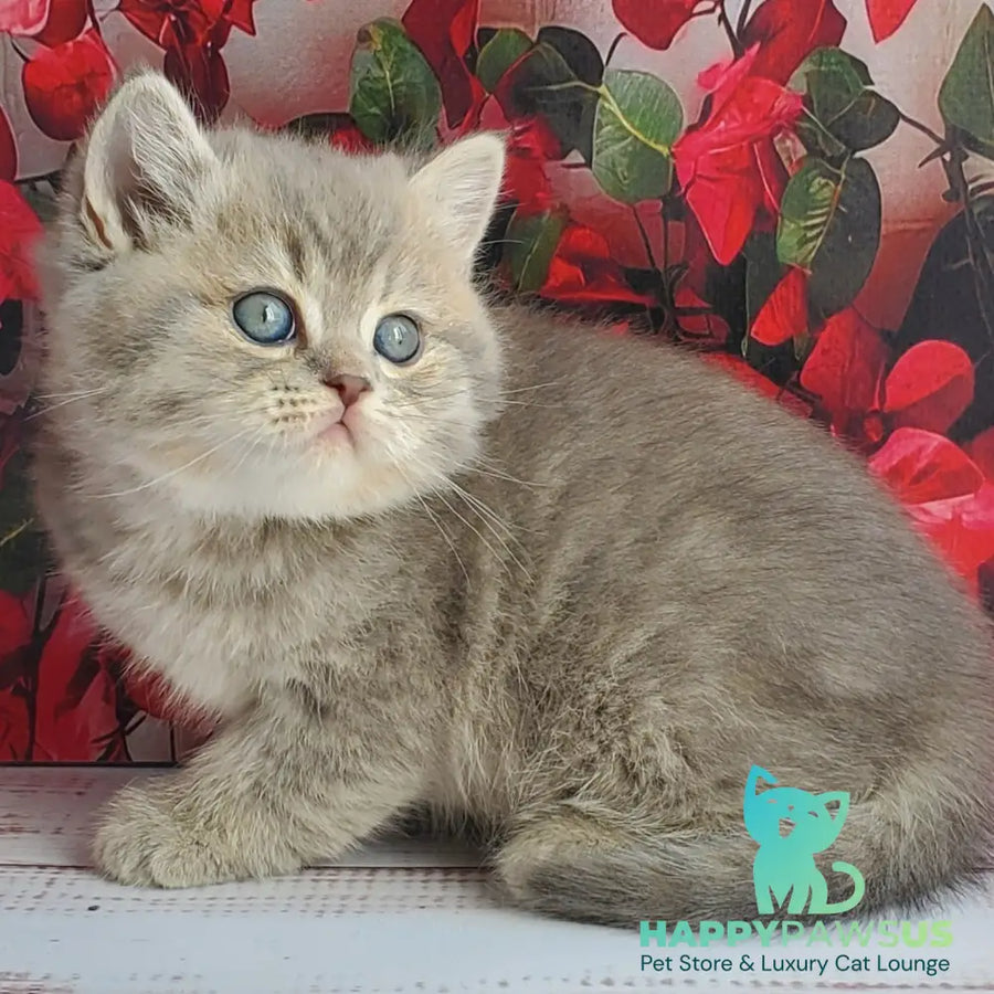 Hugo British Shorthair male blue golden ticked tabby - live animals