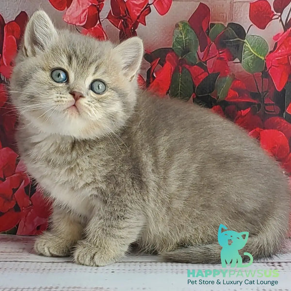 Hugo British Shorthair male blue golden ticked tabby - live animals