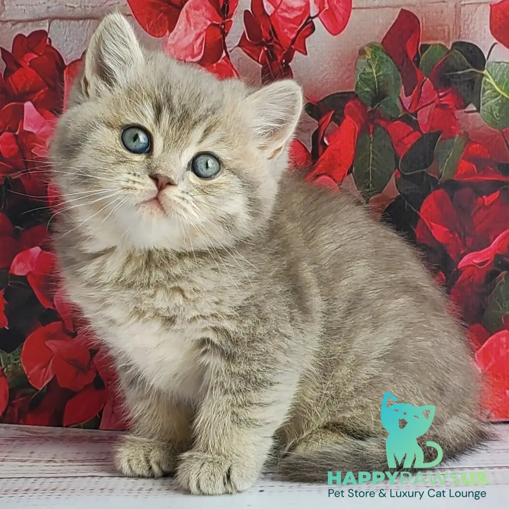 Hugo British Shorthair male blue golden ticked tabby - live animals