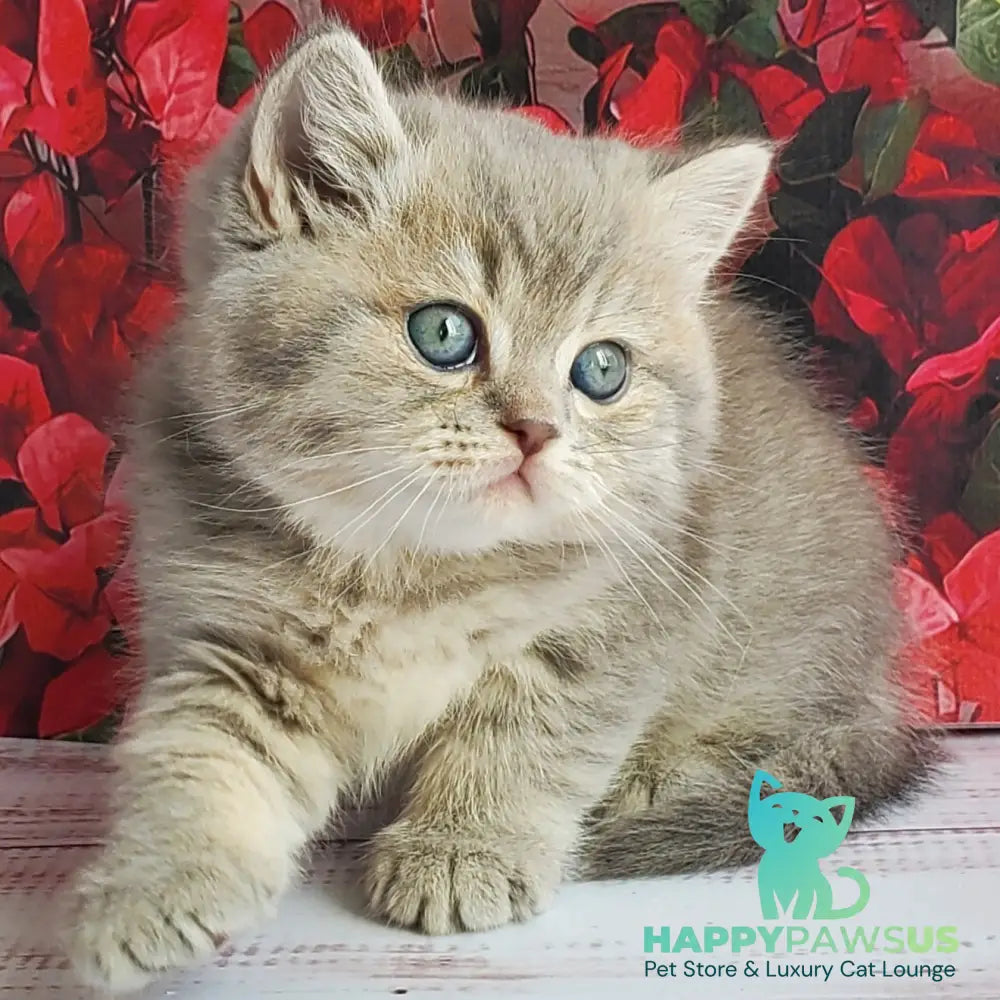 Hugo British Shorthair male blue golden ticked tabby - live animals