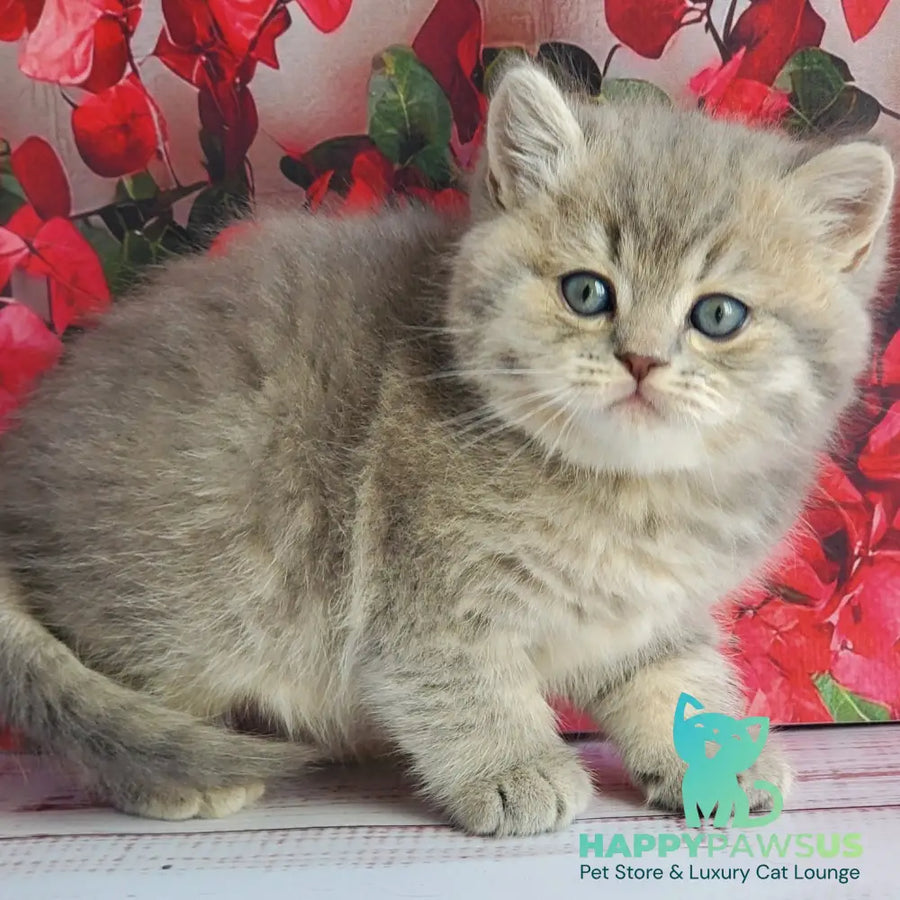 Hugo British Shorthair male blue golden ticked tabby - live animals