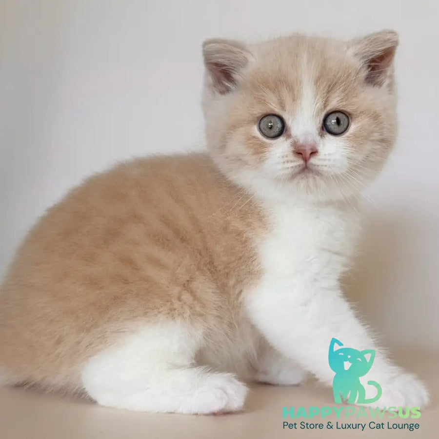 Hugo British Shorthair male cream bicolour - live animals