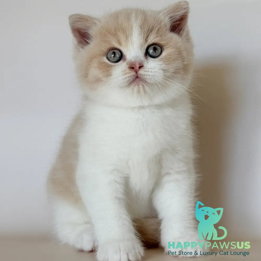 Hugo British Shorthair male cream bicolour - live animals