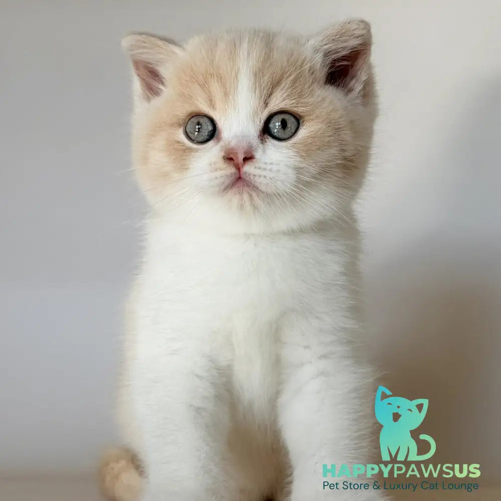 Hugo British Shorthair male cream bicolour - live animals