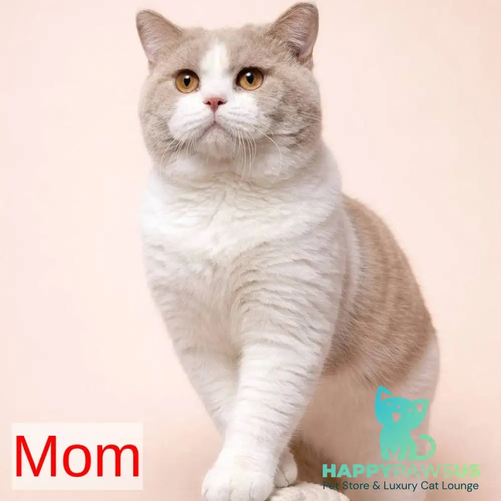 Hugo British Shorthair male cream bicolour - live animals