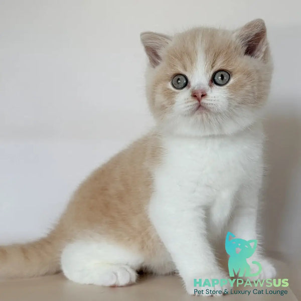 Hugo British Shorthair male cream bicolour - live animals