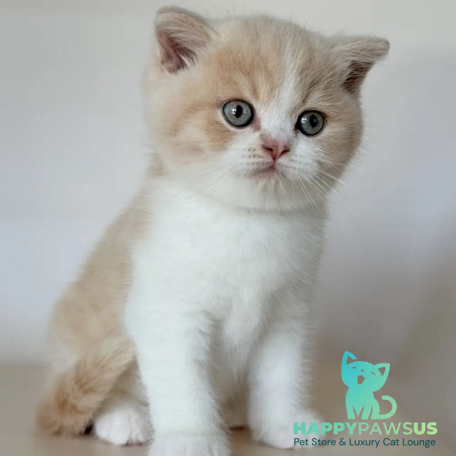 Hugo British Shorthair male cream bicolour - live animals