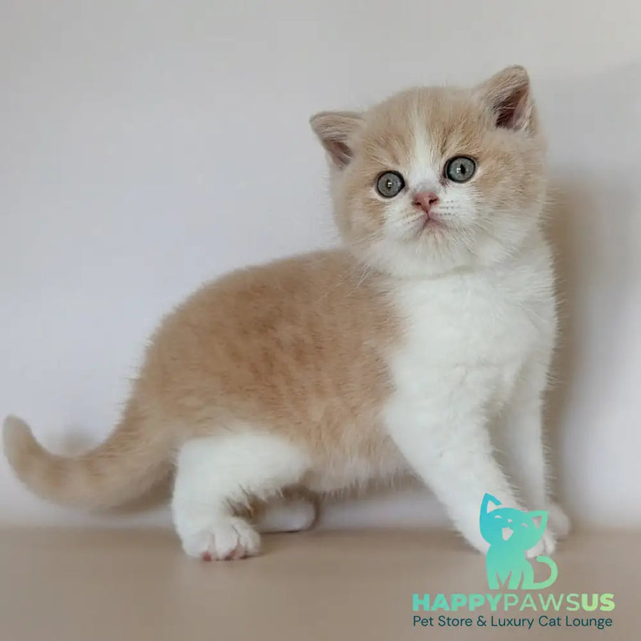 Hugo British Shorthair male cream bicolour - live animals
