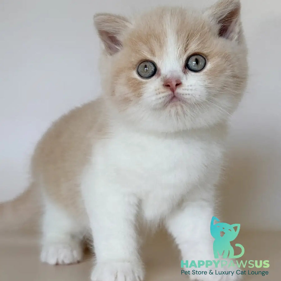 Hugo British Shorthair male cream bicolour - live animals