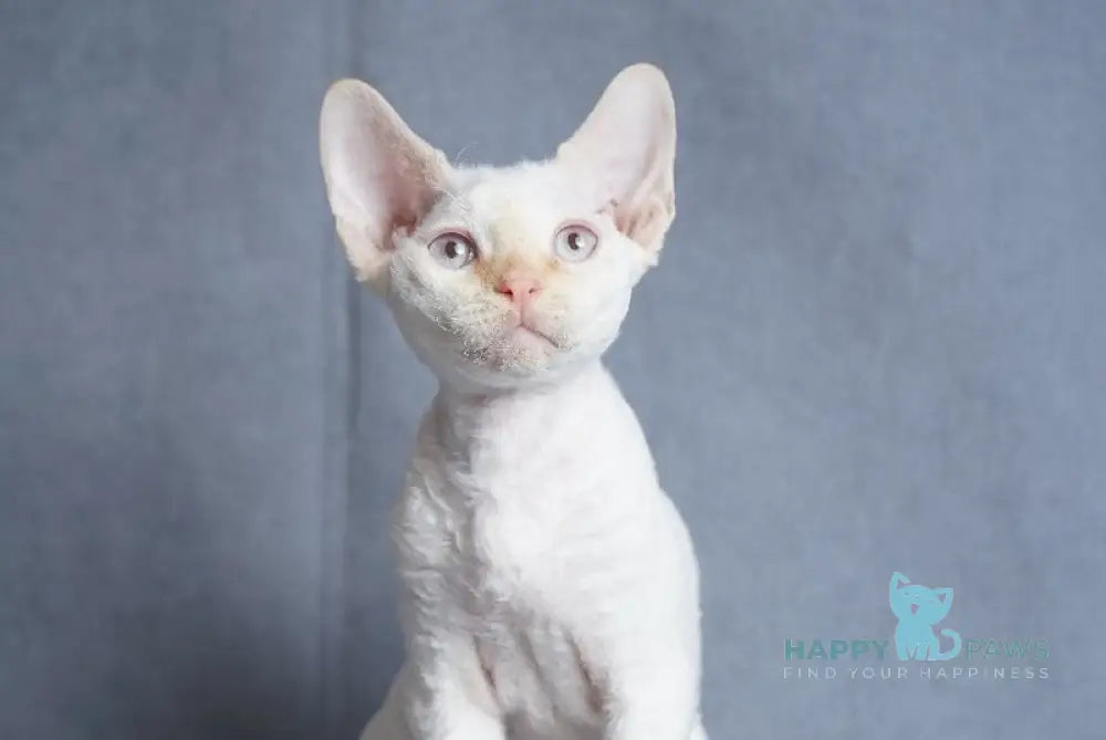 Hugo Devon Rex male red pointed live animals