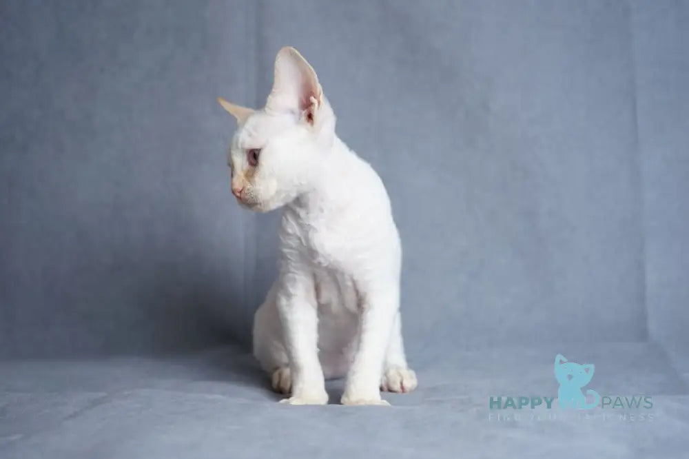 Hugo Devon Rex male red pointed live animals
